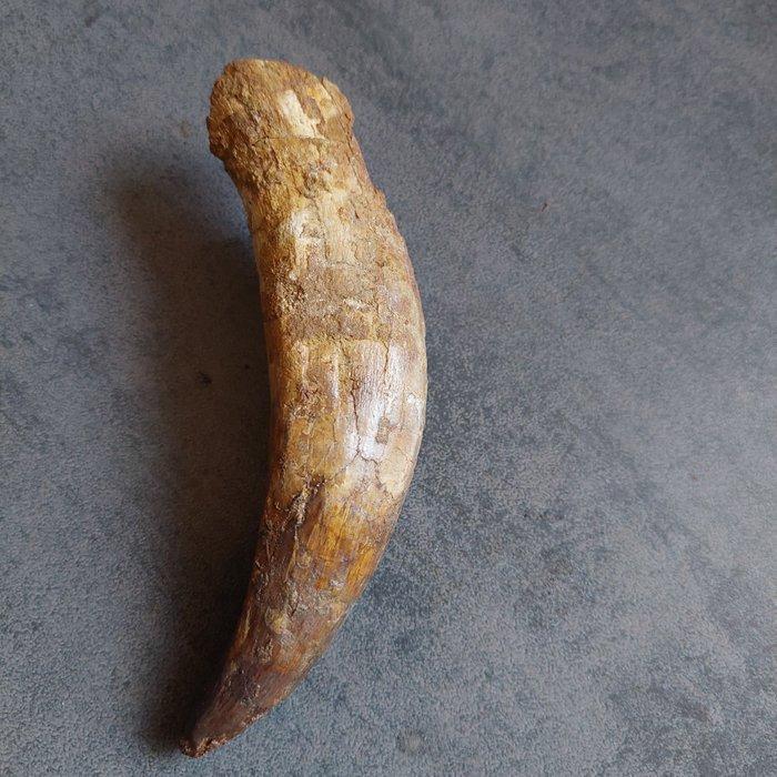 Dinosaurus - Fossiele tand - Sehr großer Spinosaurus, Verzamelen, Mineralen en Fossielen