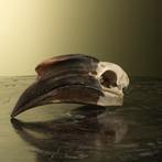 Neushoornvogel Schedel Taxidermie Opgezette Dieren By Max, Verzamelen, Dierenverzamelingen, Ophalen of Verzenden, Nieuw, Vogel