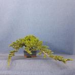 Jeneverbes bonsai (Juniperus) - Hoogte (boom): 13 cm -