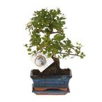Bonsai Sageretia S-vorm Ø15cm - 15cm, Huis en Inrichting, Verzenden