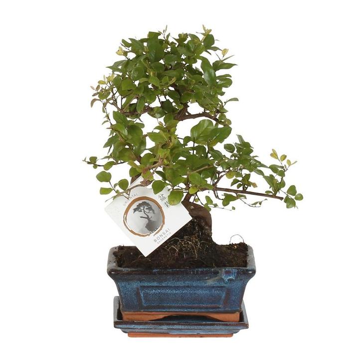 Bonsai Sageretia S-vorm Ø15cm - 15cm, Huis en Inrichting, Kamerplanten, Verzenden