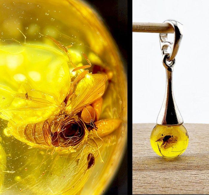45-Miljoen Jaar Oud Baltisch Fossiel AMBER Hanger –, Antiek en Kunst, Curiosa en Brocante