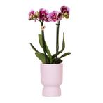 Kolibri Orchids | Roze paarse phalaenopsis orchidee - El Sal, Verzenden, Nieuw