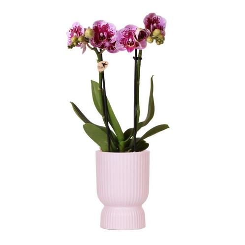 Kolibri Orchids | Roze paarse phalaenopsis orchidee - El Sal, Huis en Inrichting, Woonaccessoires | Wanddecoraties, Nieuw, Verzenden