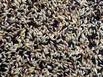 Kanariezaad kopen – Gezonde voeding voor kanaries -, Dieren en Toebehoren, Verzenden, Nieuw