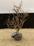 Osaka Bonsai Tree nr 13 - 25x10x37cm - aquascaping boom, Dieren en Toebehoren, Ophalen of Verzenden, Nieuw, Plant(en), Steen of Hout