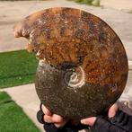 Ammoniet - Gefossiliseerde schelp - Aioloceras (Cleoniceras), Verzamelen, Mineralen en Fossielen