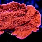 Montipora Rood L (Ong. 11-15 cm), Ophalen of Verzenden, Nieuw