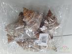 Shell Fasciolara Trapezium 13 cm 5 stuks Schelpen, Hobby en Vrije tijd, Knutselen, Ophalen of Verzenden, Nieuw