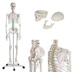 Anatomie model menselijk skelet, 178 cm, Verzenden, Nieuw
