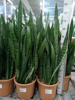 Sansevieria zeylanica - Hoogte 110cm - Potmaat 33cm, Huis en Inrichting, Kamerplanten, Ophalen