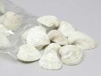 Chippy Big Pastel schelpen green washed, 1 kilo, Hobby en Vrije tijd, Knutselen, Ophalen of Verzenden, Nieuw