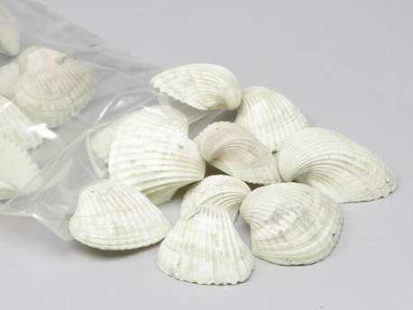 Chippy Big Pastel schelpen green washed, 1 kilo, Hobby en Vrije tijd, Knutselen, Nieuw, Ophalen of Verzenden