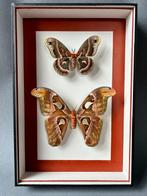Mot Taxidermie volledige montage - Attacus atlas /, Nieuw