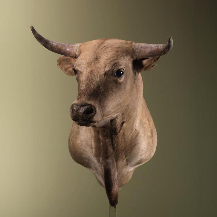 Spaanse Stier Taxidermie Opgezette Dieren By Max, Verzamelen, Dierenverzamelingen, Opgezet dier, Nieuw, Wild dier, Ophalen of Verzenden