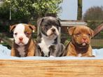 Old English Bulldog pups! Plus Feiten en Fokkers-informatie!, Parvo, Nederland, 8 tot 15 weken, Bulldog