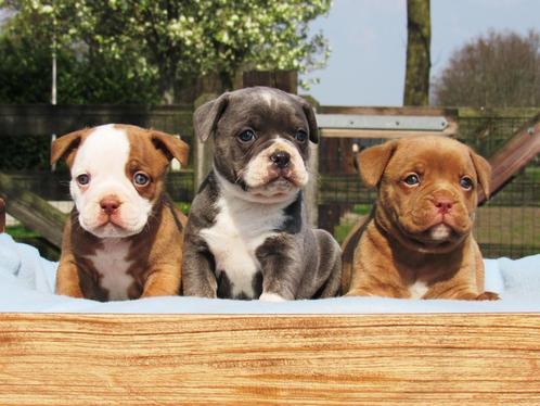 Old English Bulldog pups! Plus Feiten en Fokkers-informatie!, Dieren en Toebehoren, Honden | Bulldogs, Pinschers en Molossers