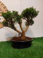 Syzygium - Hoogte (boom): 38 cm - Diepte (boom): 46 cm -