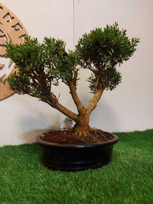 Syzygium - Hoogte (boom): 38 cm - Diepte (boom): 46 cm -, Antiek en Kunst, Curiosa en Brocante