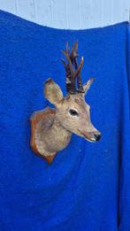Reebok Taxidermie wandmontage - Capreolus capreolus - très, Nieuw
