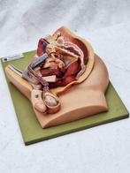 Anatomisch model - kunststof - 1950-1960 - Bekken van man