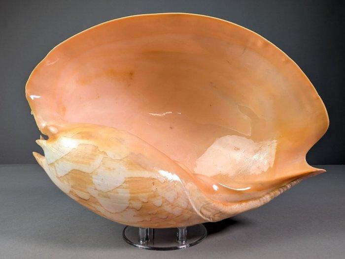 Zware baler zeeslak schelp Zeeschelp - Melo umbilicatus, Verzamelen, Dierenverzamelingen