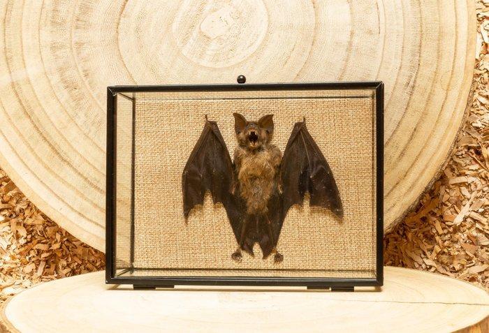 Vleermuis Taxidermie volledige montage - Hipposideros, Antiek en Kunst, Curiosa en Brocante