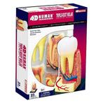 4D Master 4D puzzel - Wetenschap biologie 26061 kies met ..., Verzenden, Nieuw