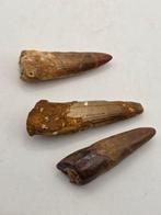 Spinosaurus - Gefossiliseerd dier - Lot of 3 Spinosaurus