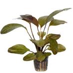 Echinodorus Ozelot Rood, Dieren en Toebehoren, Ophalen, Nieuw