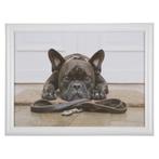 schootkussen humor franse bulldog 43cm, Huis en Inrichting, Woonaccessoires | Overige, Verzenden, Nieuw