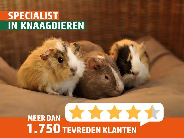 Lieve jonge cavias in verschillende kleuren! Goed advies., Dieren en Toebehoren, Knaagdieren, Cavia, Meerdere dieren, Tam