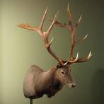 Wapiti Taxidermie Opgezette Dieren By Max, Ophalen of Verzenden, Nieuw, Wild dier, Opgezet dier