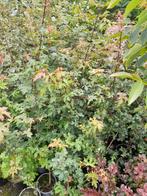 Acer campestre Veldesdoorn spaanse aak potgekweekt, Tuin en Terras, Planten | Struiken en Hagen, Ophalen of Verzenden, Esdoorn