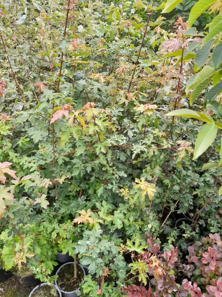 Acer campestre Veldesdoorn spaanse aak potgekweekt, Tuin en Terras, Planten | Struiken en Hagen, Esdoorn, Haag, Minder dan 100 cm