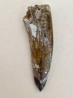 Fossiele dinosaurus tand - Suchomimus tenerensis -