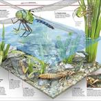 Knowledge Encyclopedia Science! 9780241317815 Dk, Verzenden, Zo goed als nieuw, Dk