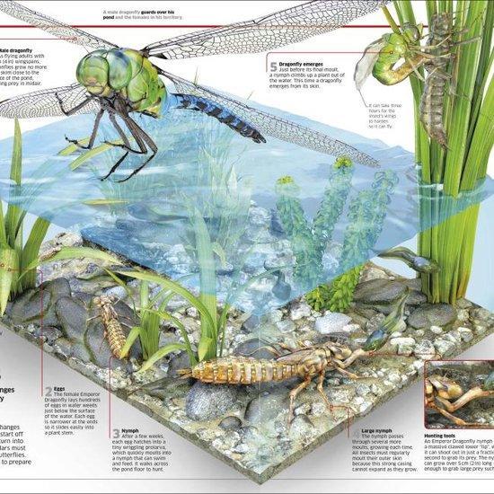 Knowledge Encyclopedia Science! 9780241317815 Dk, Boeken, Taal | Engels, Zo goed als nieuw, Verzenden