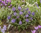 Vlinderstruik  Buddleia Little Rockstars Blue (Diepblauwe), Ophalen of Verzenden, Siergrassen, Halfschaduw