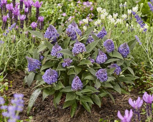Vlinderstruik  Buddleia Little Rockstars Blue (Diepblauwe), Tuin en Terras, Planten | Tuinplanten, Siergrassen, Halfschaduw, Ophalen of Verzenden