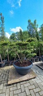 Ilex Crenata bonsai Japanse hulst in Sierpot, Tuin en Terras, Ophalen, Nieuw