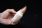 Mosasaurus - Fossiele tand - Prognathodon sp. - 12.3 cm