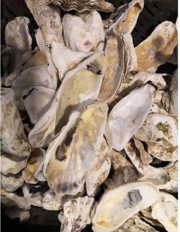 Oesterschelpen biologisch watercleaned +/- 16 stuks om bv te beschikbaar voor biedingen
