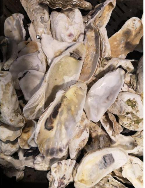 Oesterschelpen biologisch watercleaned +/- 16 stuks om bv te, Hobby en Vrije tijd, Knutselen, Nieuw, Ophalen of Verzenden