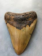 Megalodon - Fossiele tand - 123 mm - 87 mm, Verzamelen