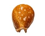 Azumai Cowrie - Verzamelobject - 1e keus - GEM Taxidermie, Nieuw