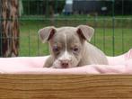 Old English Bulldog pups! t Gezonde type. Mogen direct mee!, Dieren en Toebehoren, Honden | Bulldogs, Pinschers en Molossers, Parvo