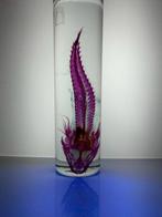 Suggrundus Pantser - Suggrundus macracanthus - 12 cm - 3 cm, Nieuw