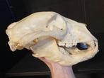 Zwarte beer Schedel - Ursus americanus - 17 cm - 10 cm - 30, Verzamelen, Dierenverzamelingen, Nieuw