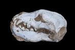 Vroege Hyaena-schedel - Fossiele matrix - Pachycrocuta - 32